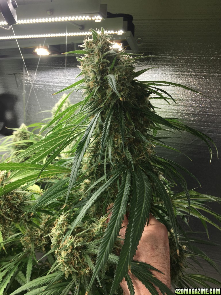 Mama Thai x Pineapple Chunk grow