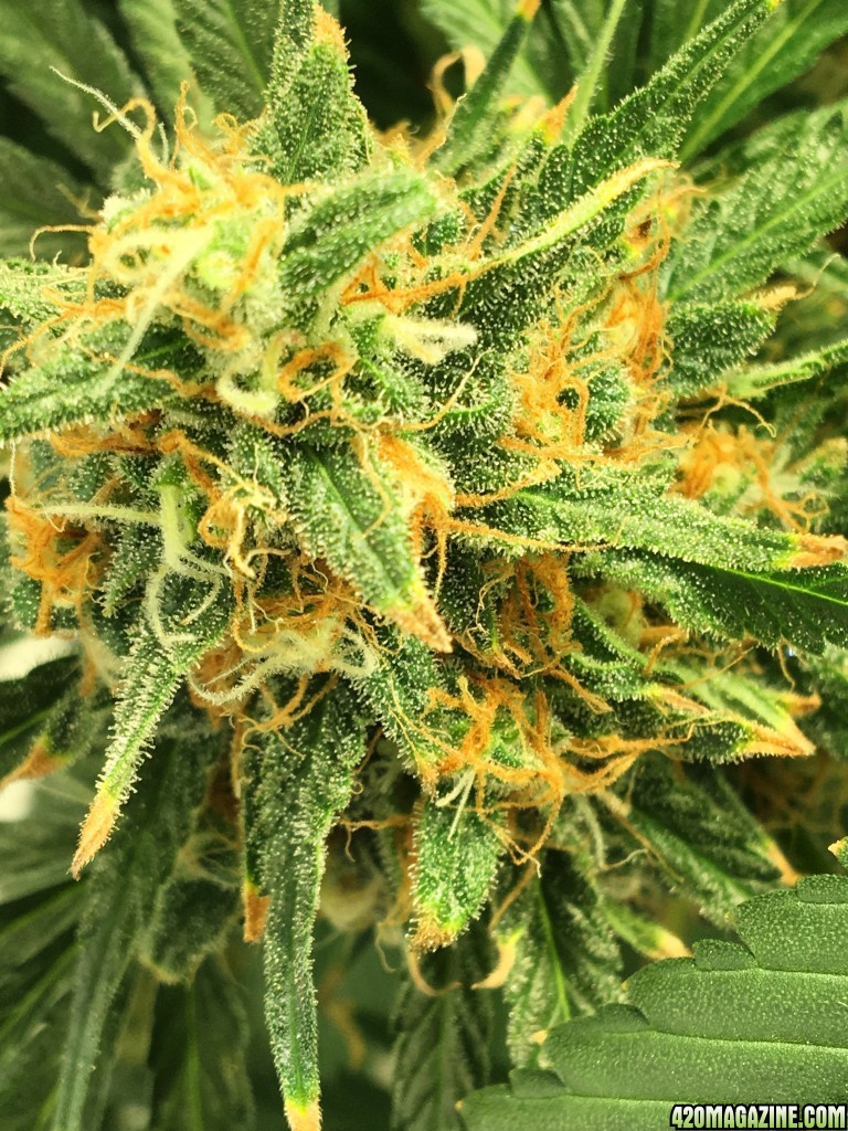 Mama Thai x Pineapple Chunk grow