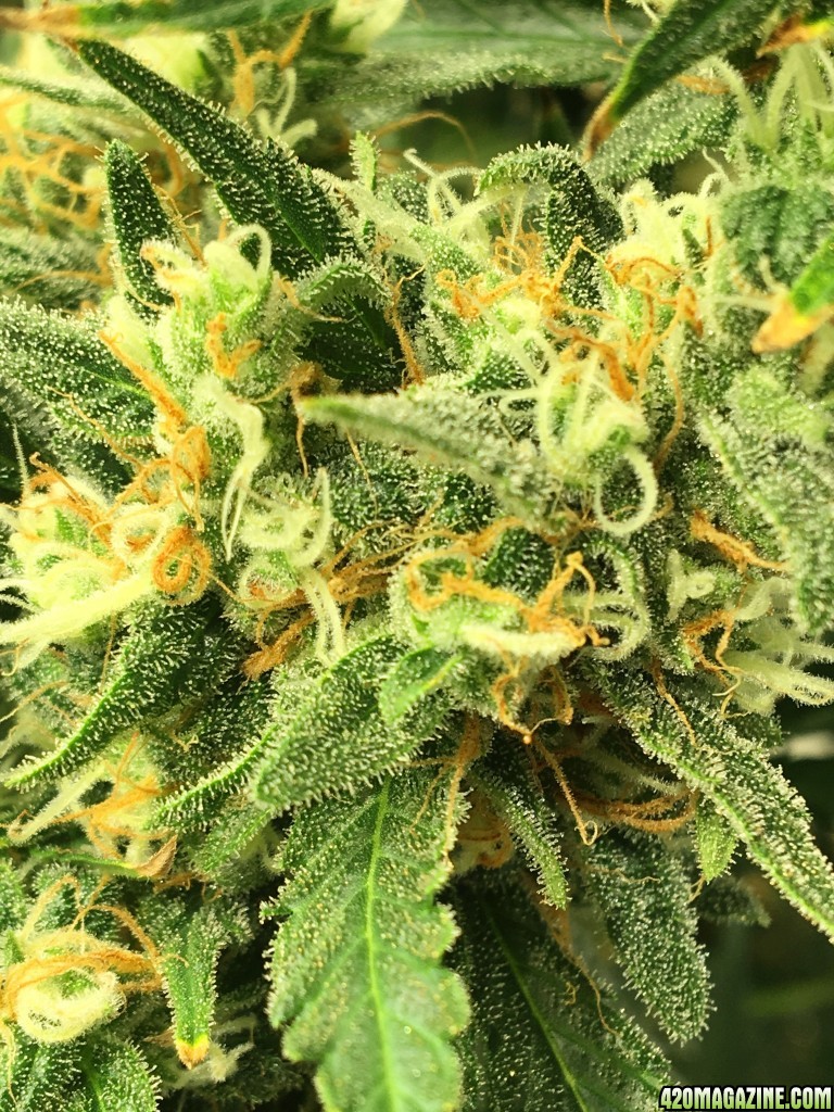 Mama Thai x Pineapple Chunk grow