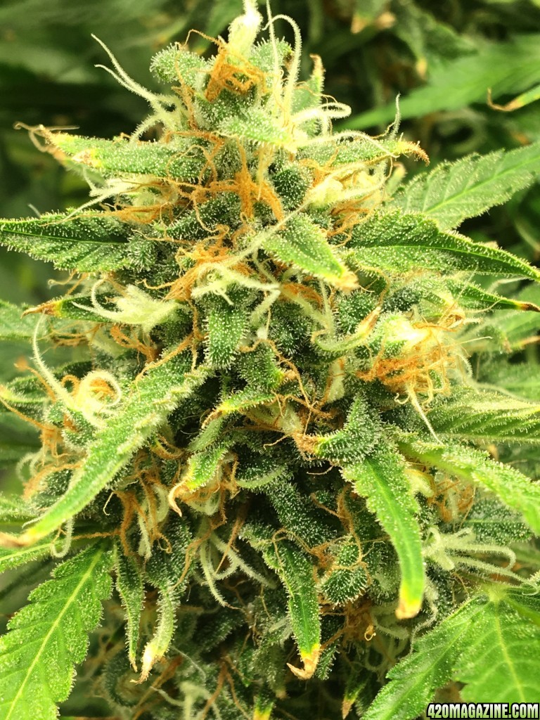 Mama Thai x Pineapple Chunk grow