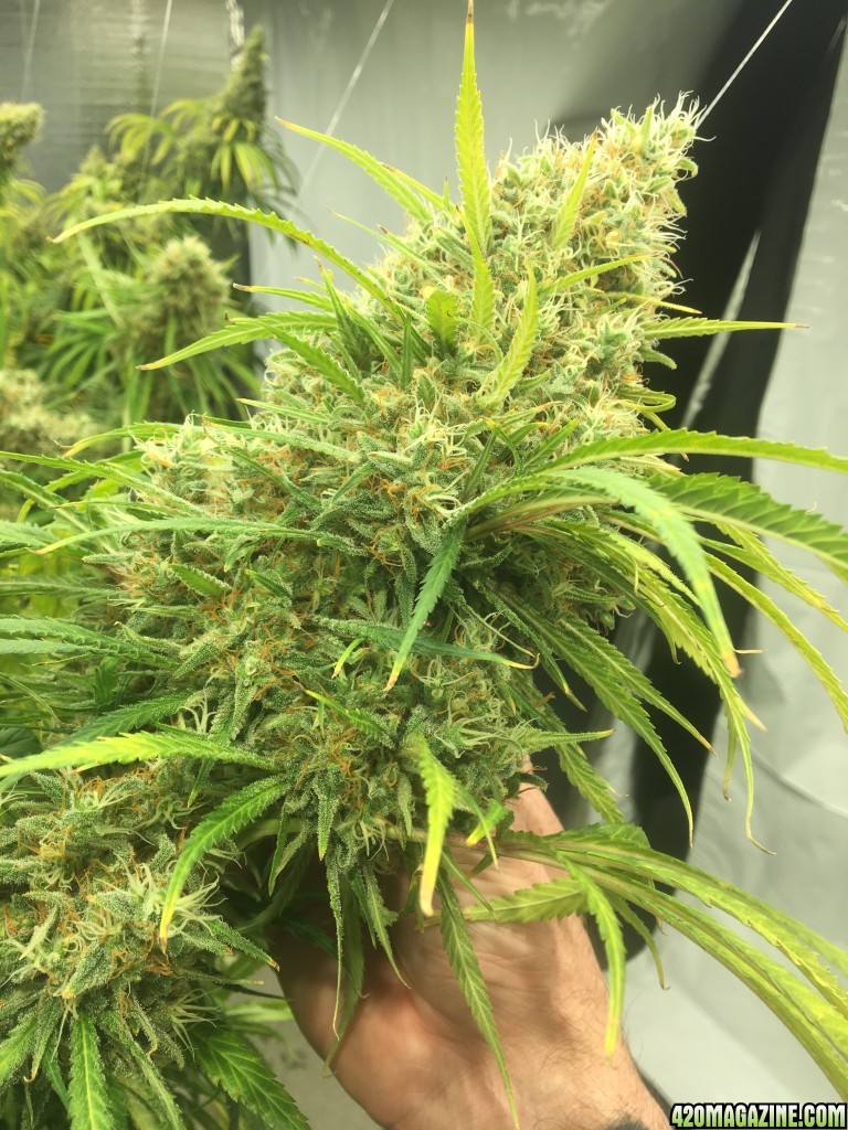 MamaThai Pineapple Chunk