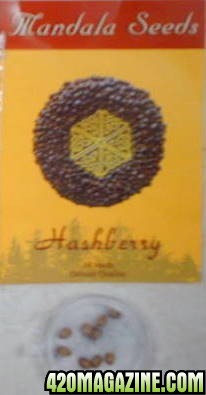 Mandala Hashberry