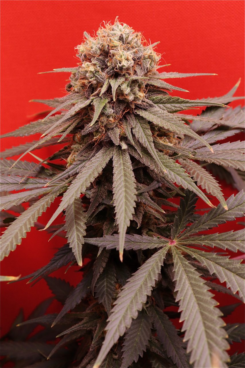 Mango Mousse by Herbies Seeds-Day 55 of Flowering-6/15/24