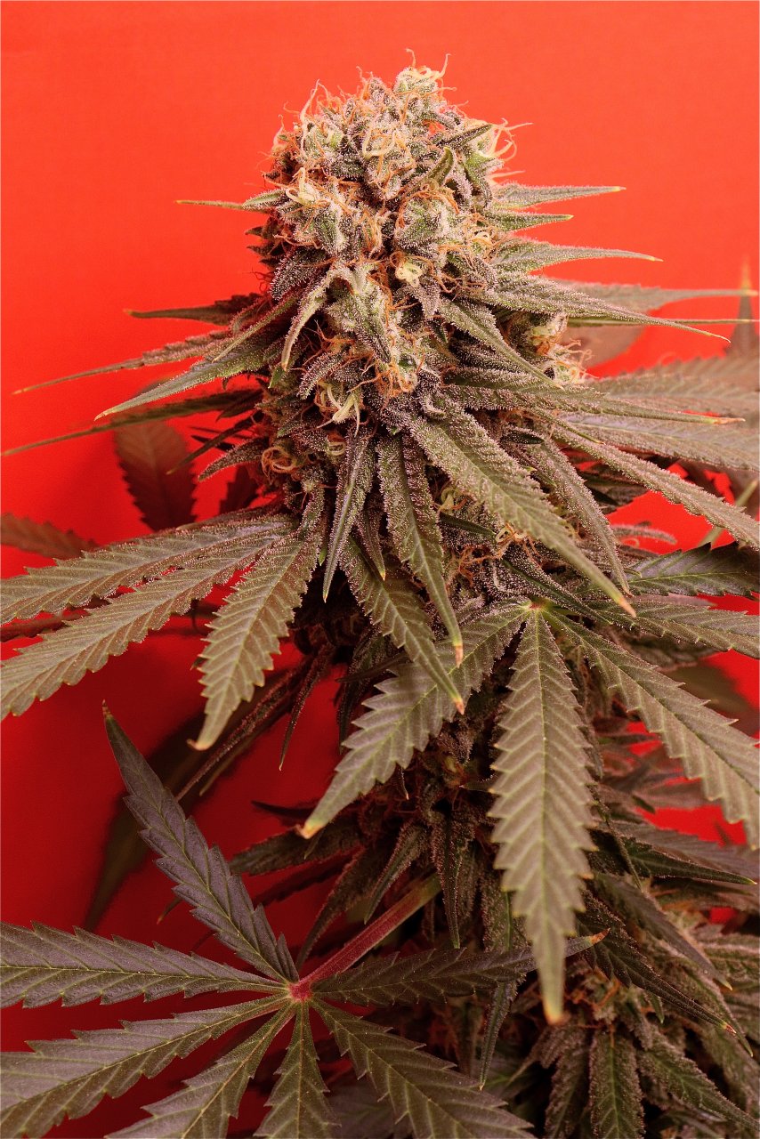 Mango Mousse by Herbies Seeds-Day 55 of Flowering-6/15/24