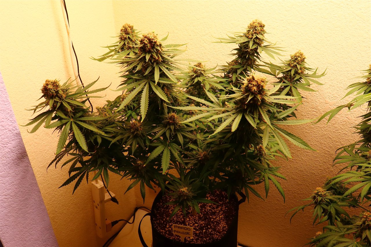 Mango Mousse by Herbies Seeds-Day 68 of Flowering-6/28/24