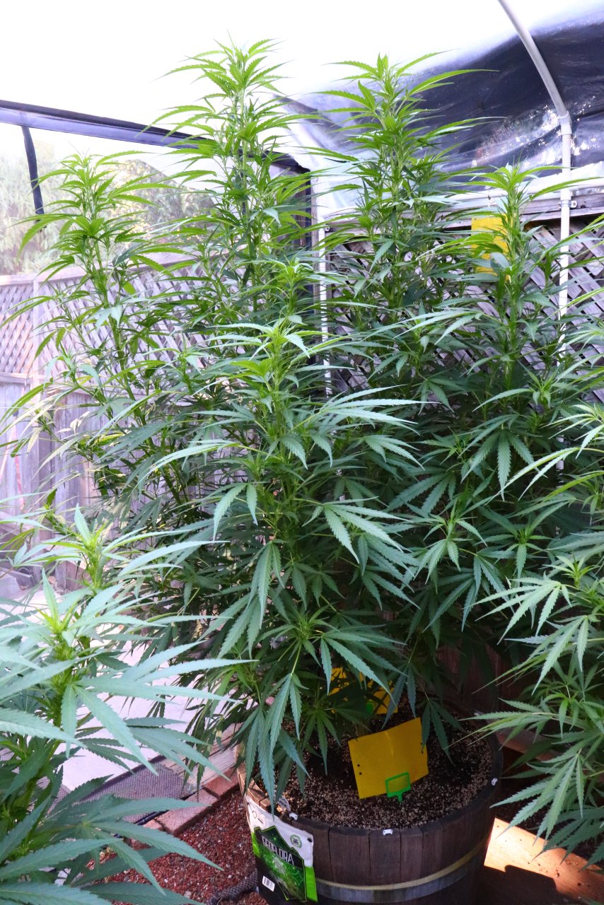 Mango Mousse Feminized by Herbies Seeds-7/23/24