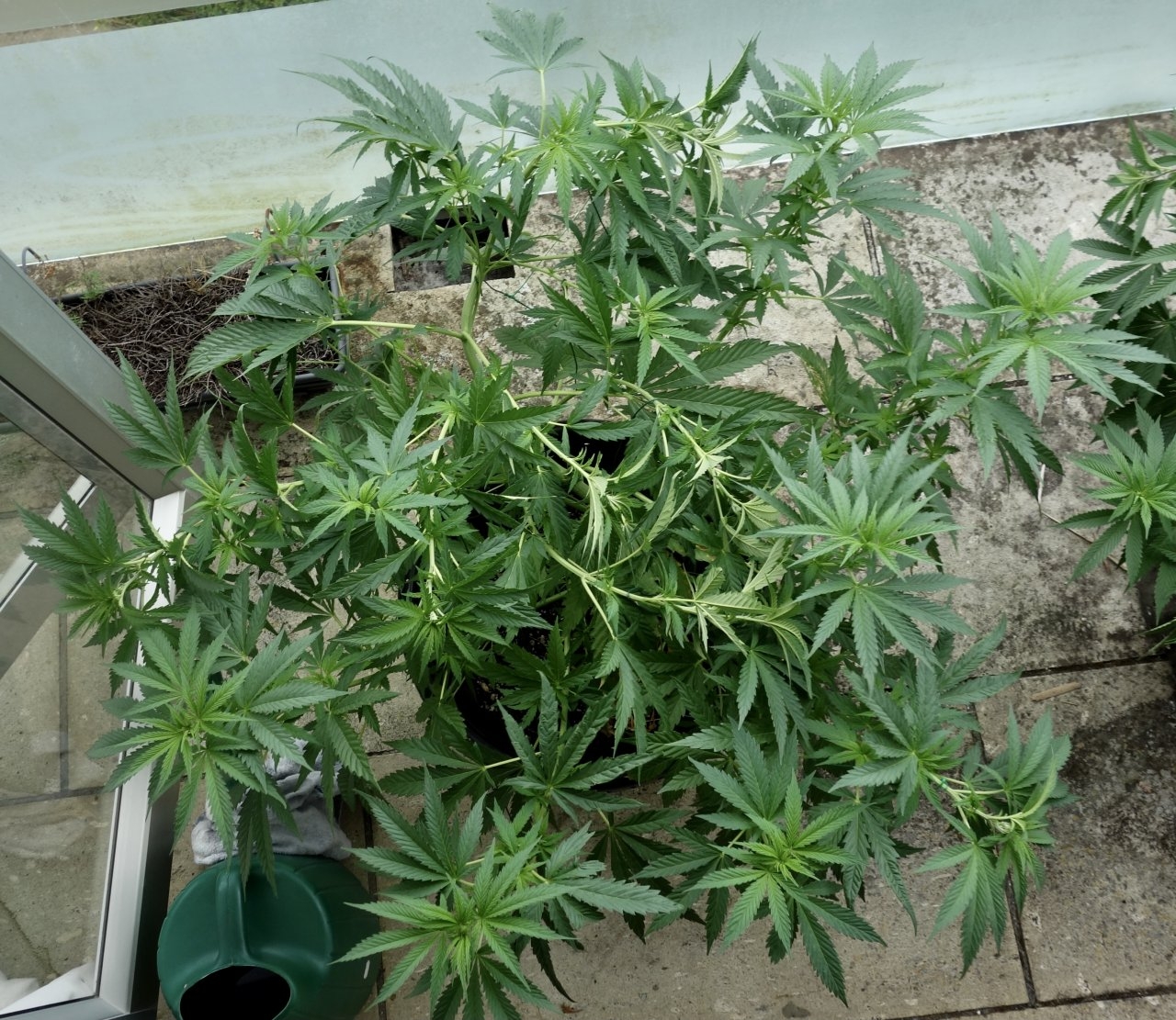 Mango Sherbert after LST to bring down her height - 23/Jan/21