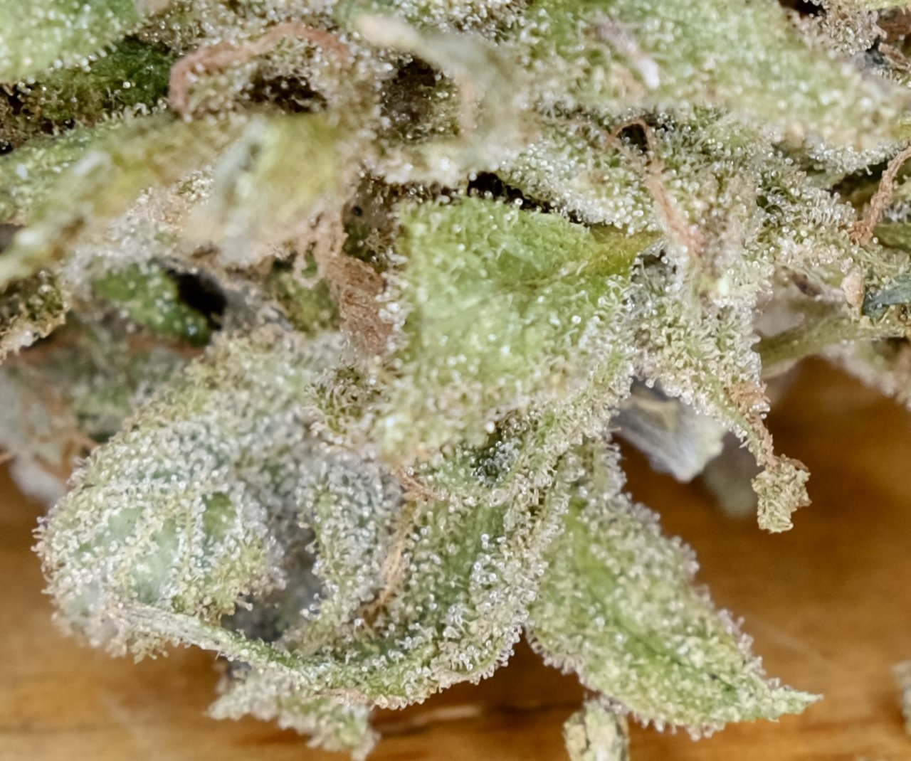 Mango Sherbert - back of sugar leaves crusty with trichomes