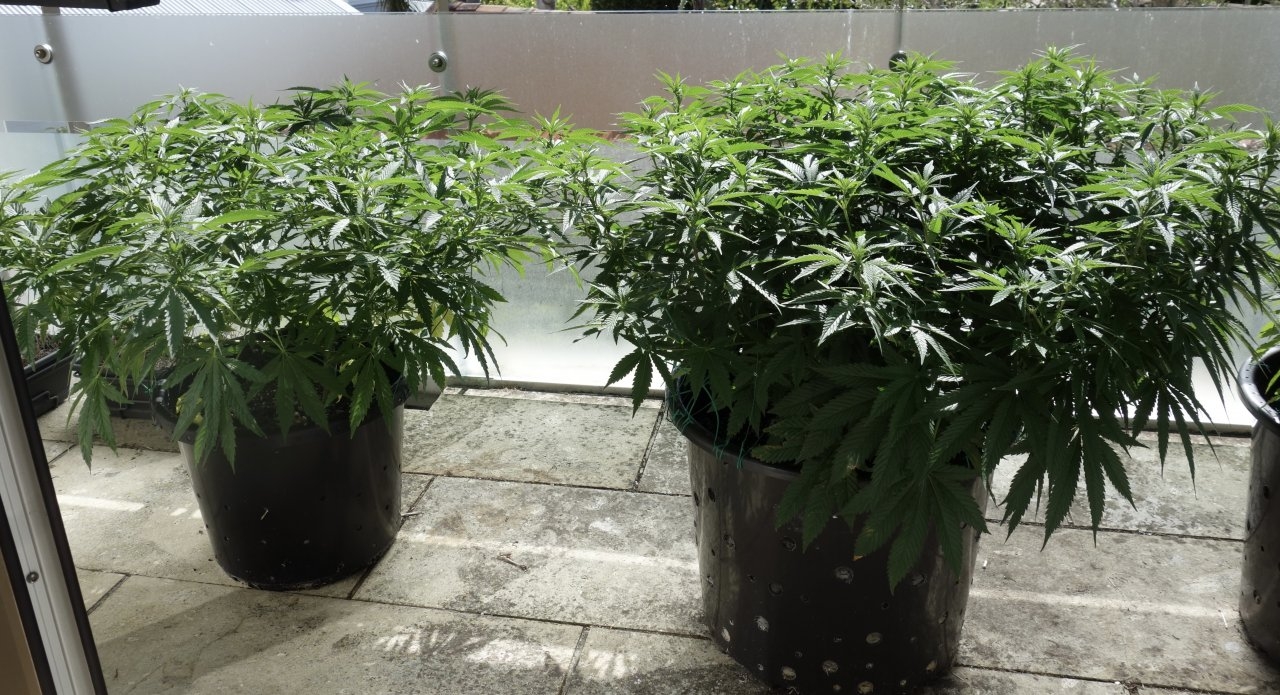 Mango Sherbert & Godfather OG side on vertical reference - 29/Jan/21