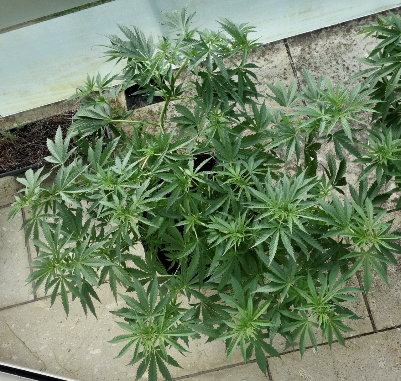 Mango Sherbert several hours after LST - 23/Jan/21