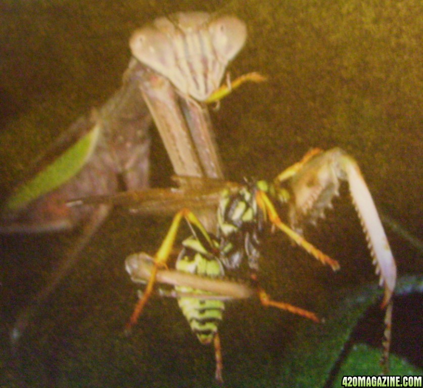 mantis eating a yellow jacket