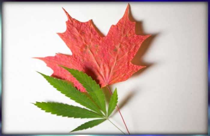 Maple and Cannabis Leaves2 - Shutterstock