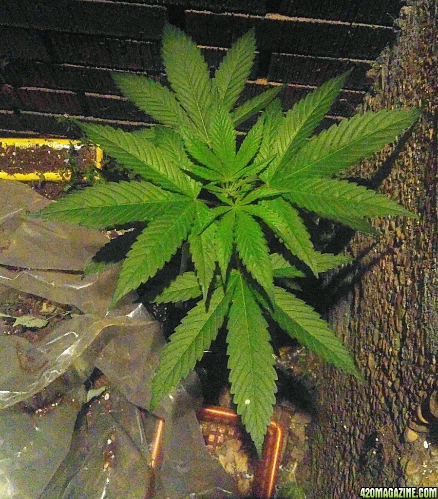 Maple Leaf indica