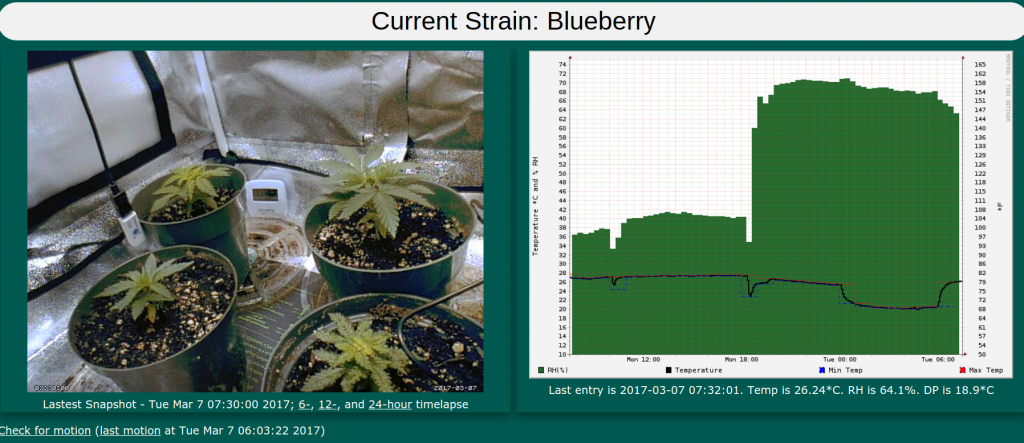 mar 7 blueberry monitoring