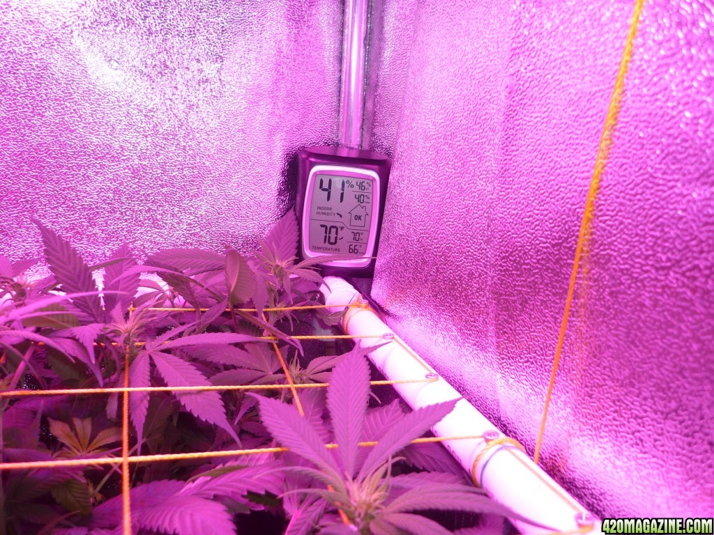 March 1st Bay 11 Clones Day 13 Bloom