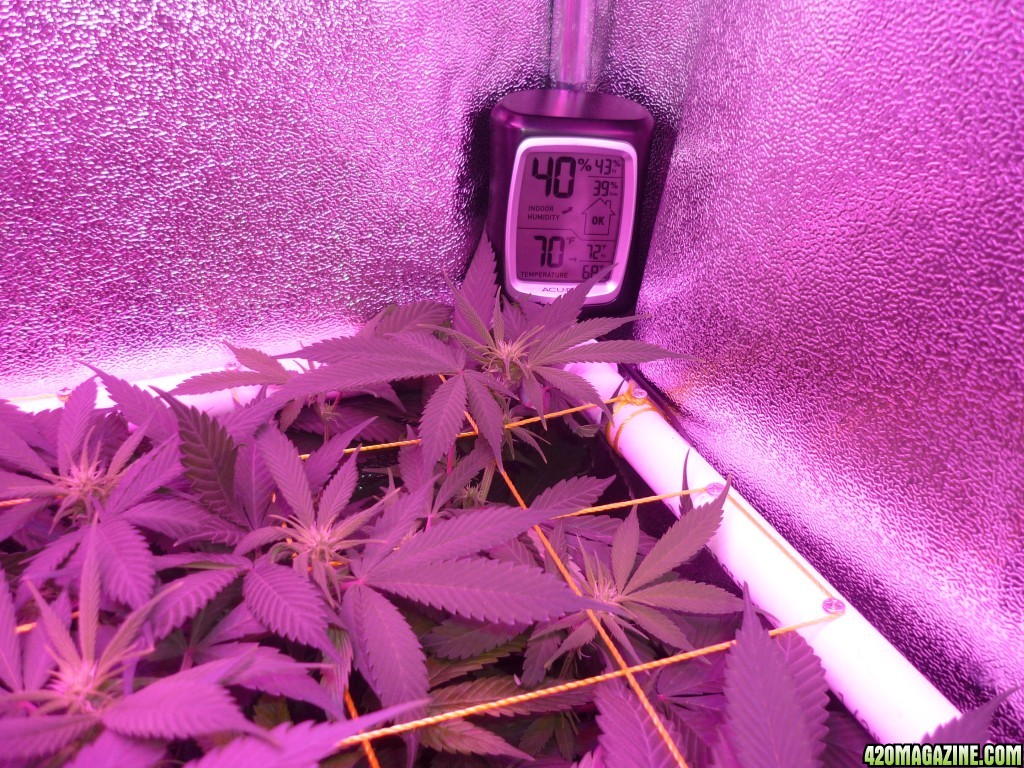 March 2nd Bay 11 Clones Day 14 Bloom