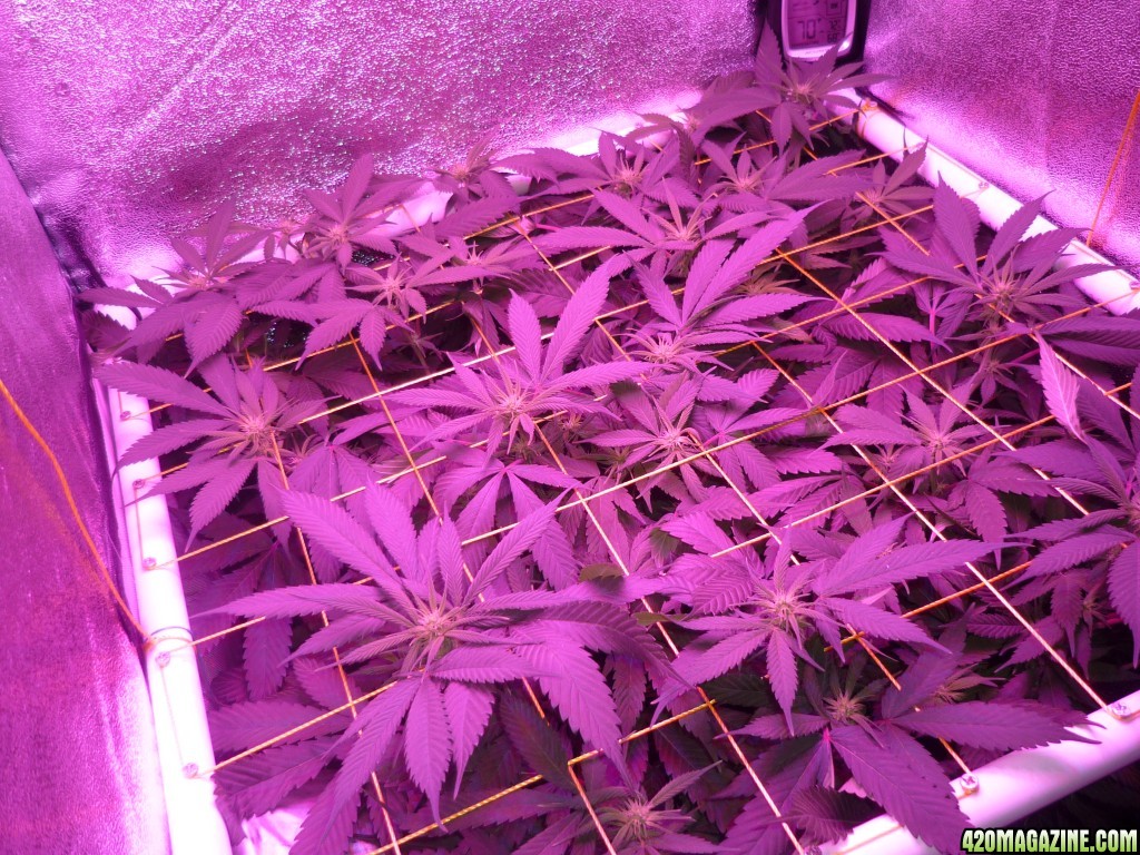 March 2nd Bay 11 Clones Day 14 Bloom