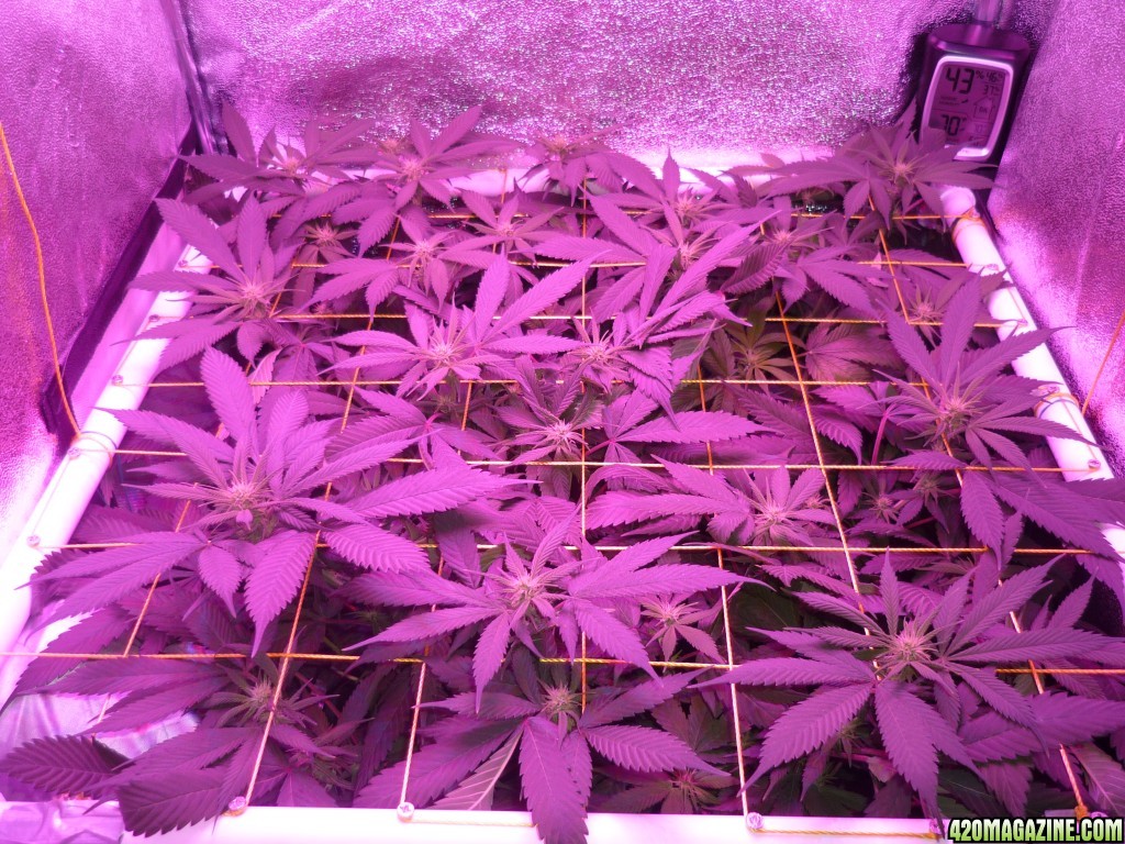 March 3rd Bay 11 Clones Day 15 Bloom