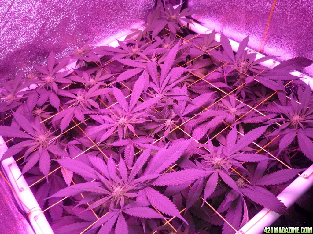 March 3rd Bay 11 Clones Day 15 Bloom