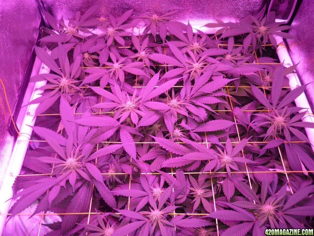 March 5th Bay 11 Clones