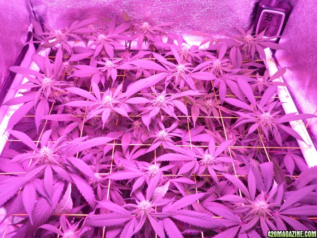 March 7th Bay 11 Clones