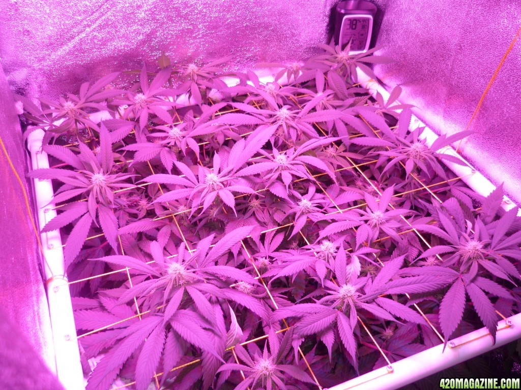 March 7th Bay 11 Clones