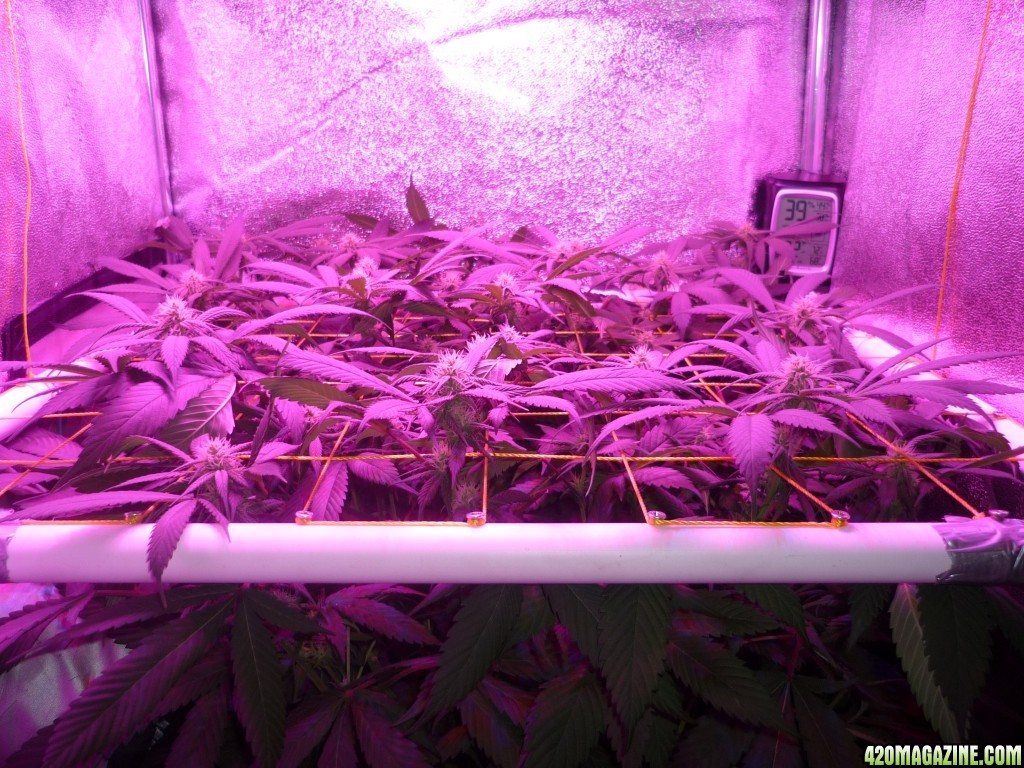 March 7th Bay 11 Clones