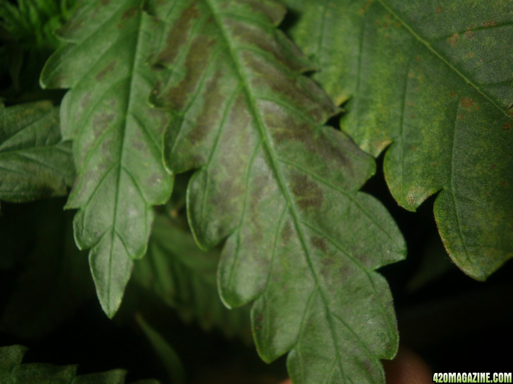 marijuana black spots after feeding