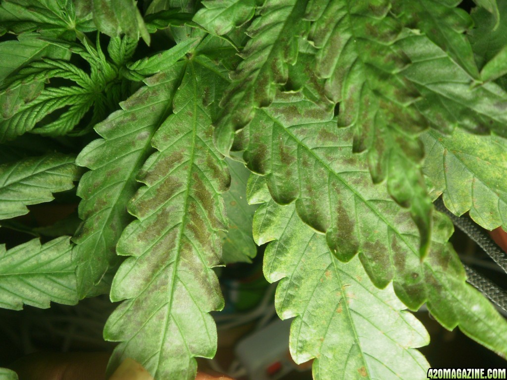 marijuana black spots after feeding