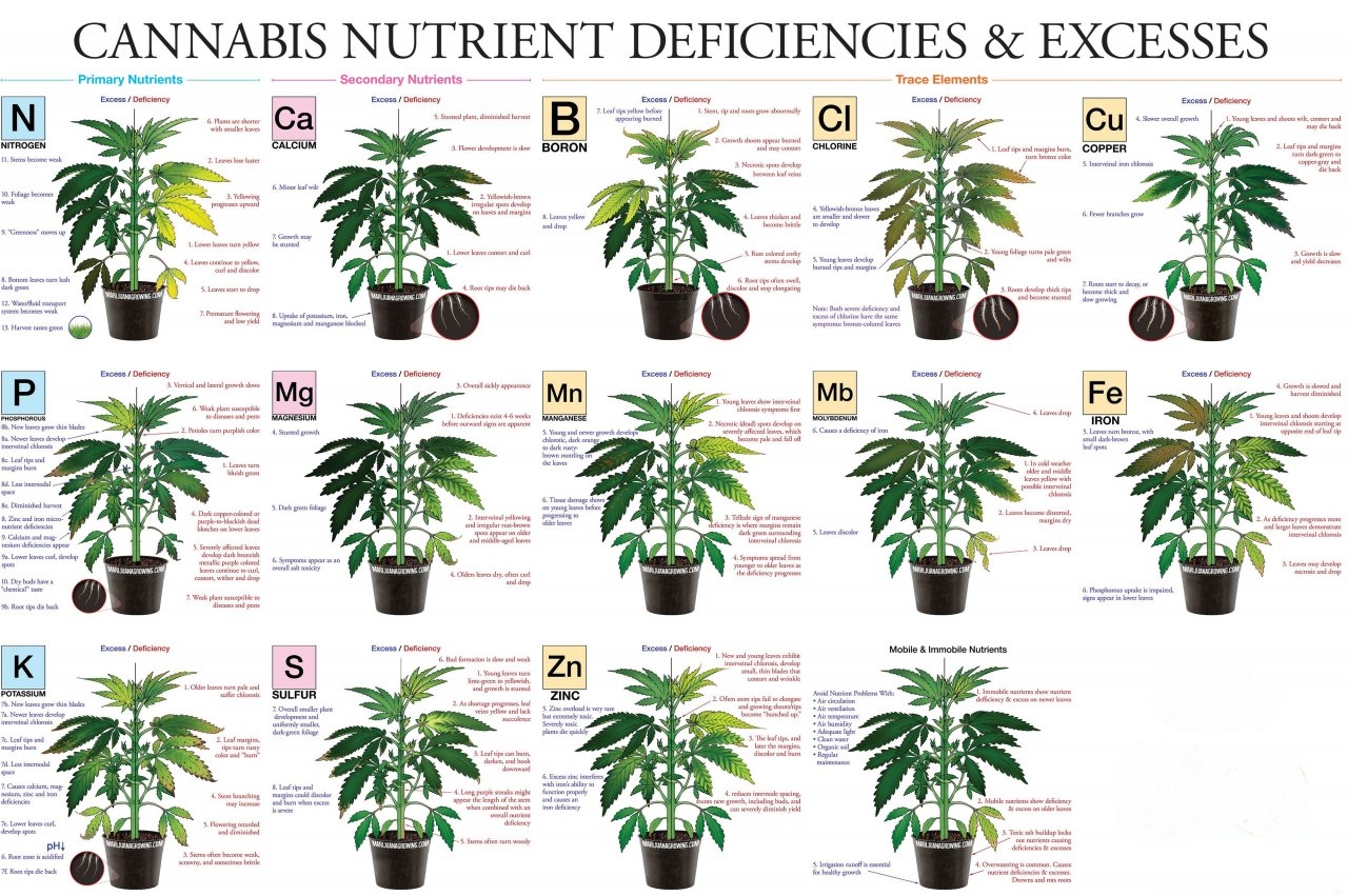 marijuana-deficiency-chart-jorge-cervantes.jpg