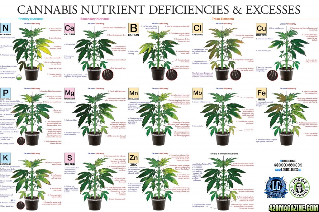 marijuana-deficiency-chart-jorge-cervantes_2_ | 420 Magazine