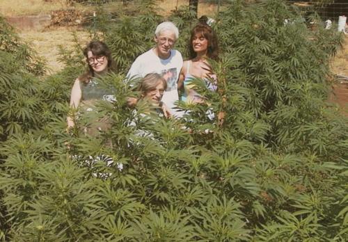 marijuana family