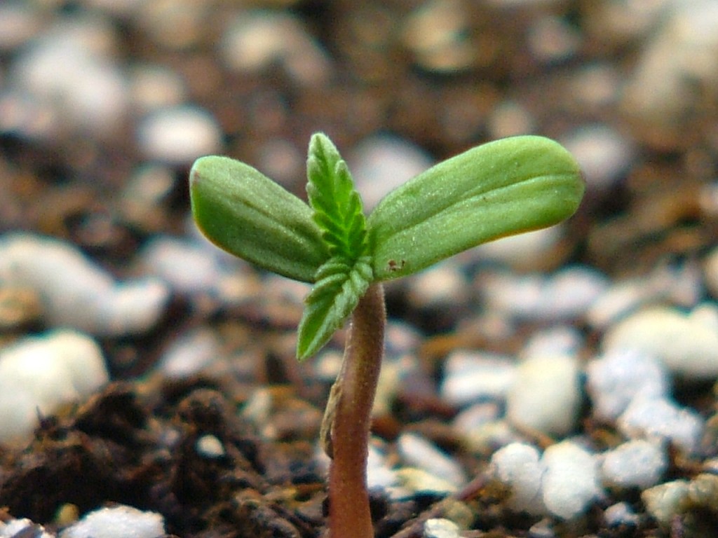 marijuana growth start