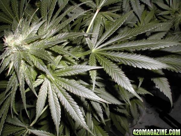 marijuana-leaves1