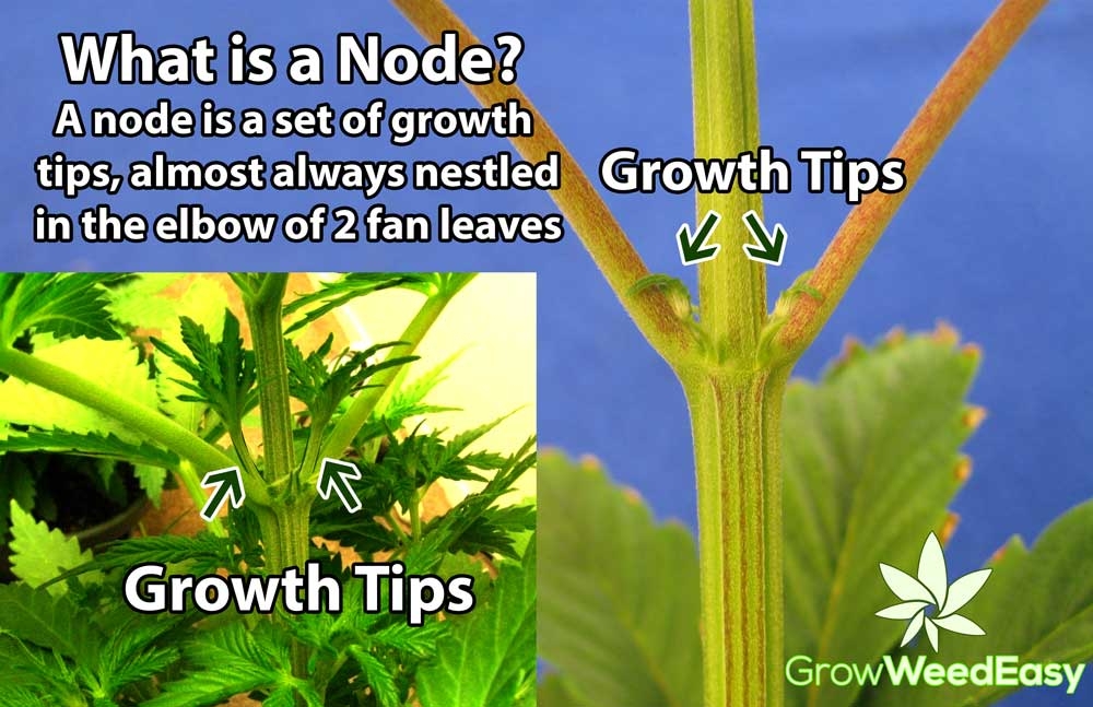 marijuana-node-explanation.jpg