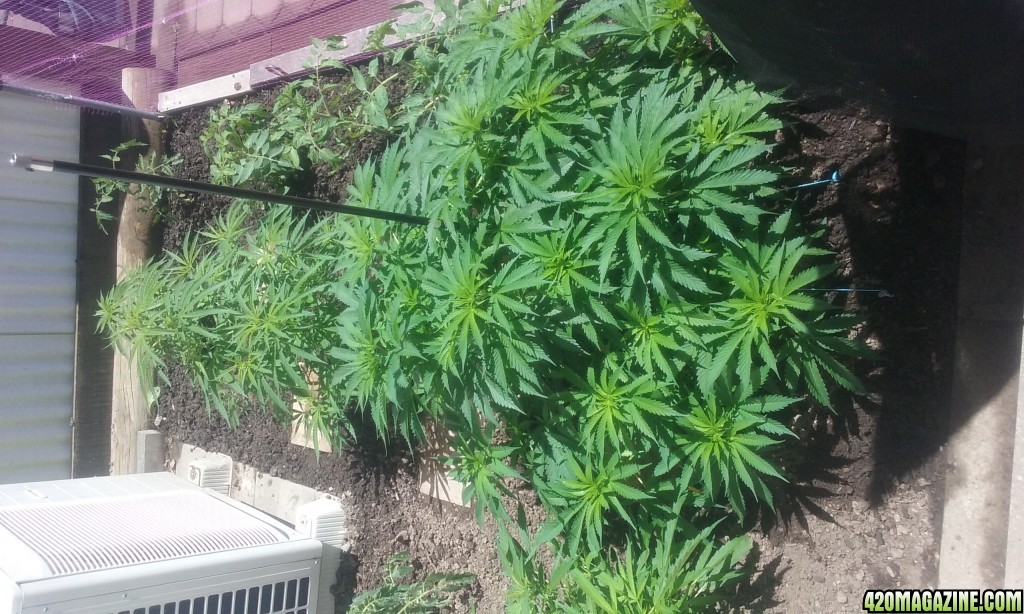 marijuana outdoor