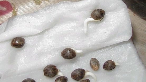 marijuana-seeds-germinating.jpg