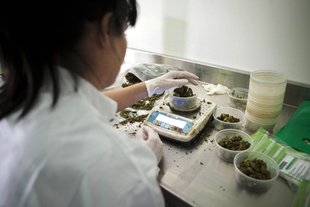 Marijuana Worker In Israel