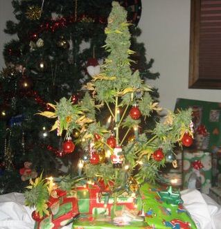 marijuana_christmas_tree_haphappy_com