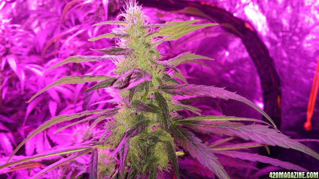 Mars 2 9th watt 40 days Flower