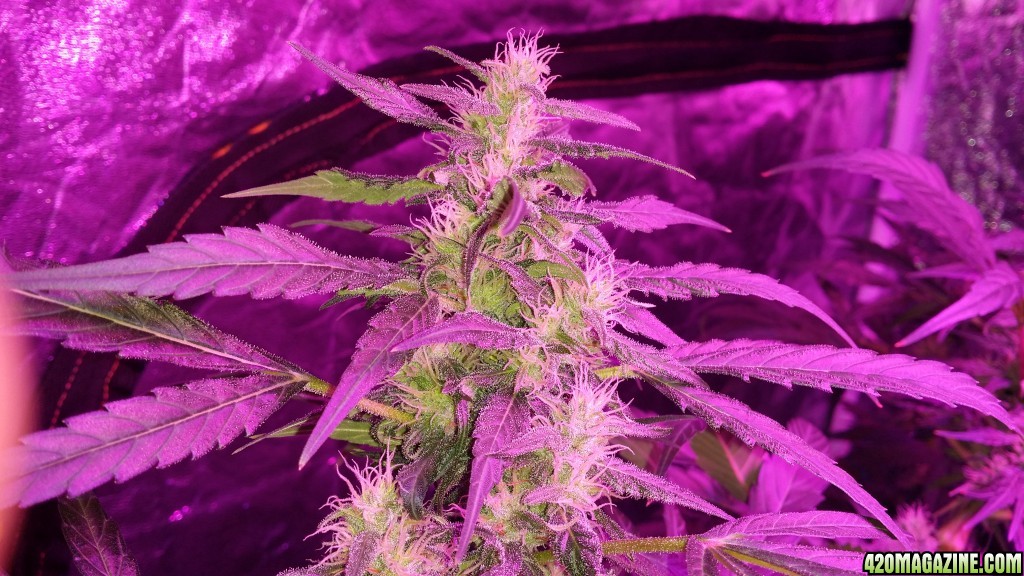 Mars 2 9th watt 40 days Flower