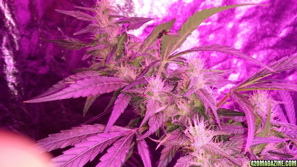 Mars 2 9th watt 40 days Flower