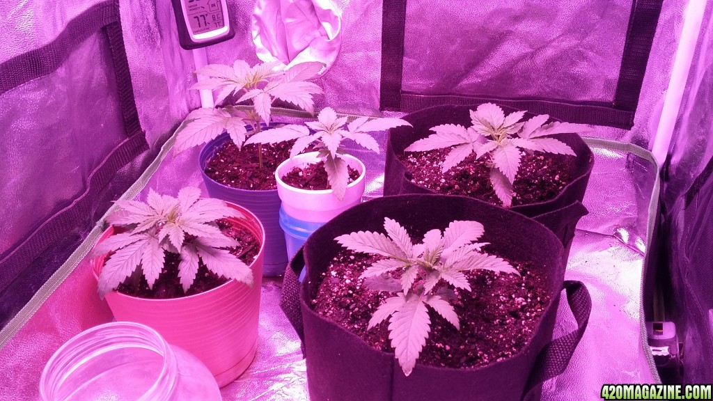 Mars 300 watt led grow