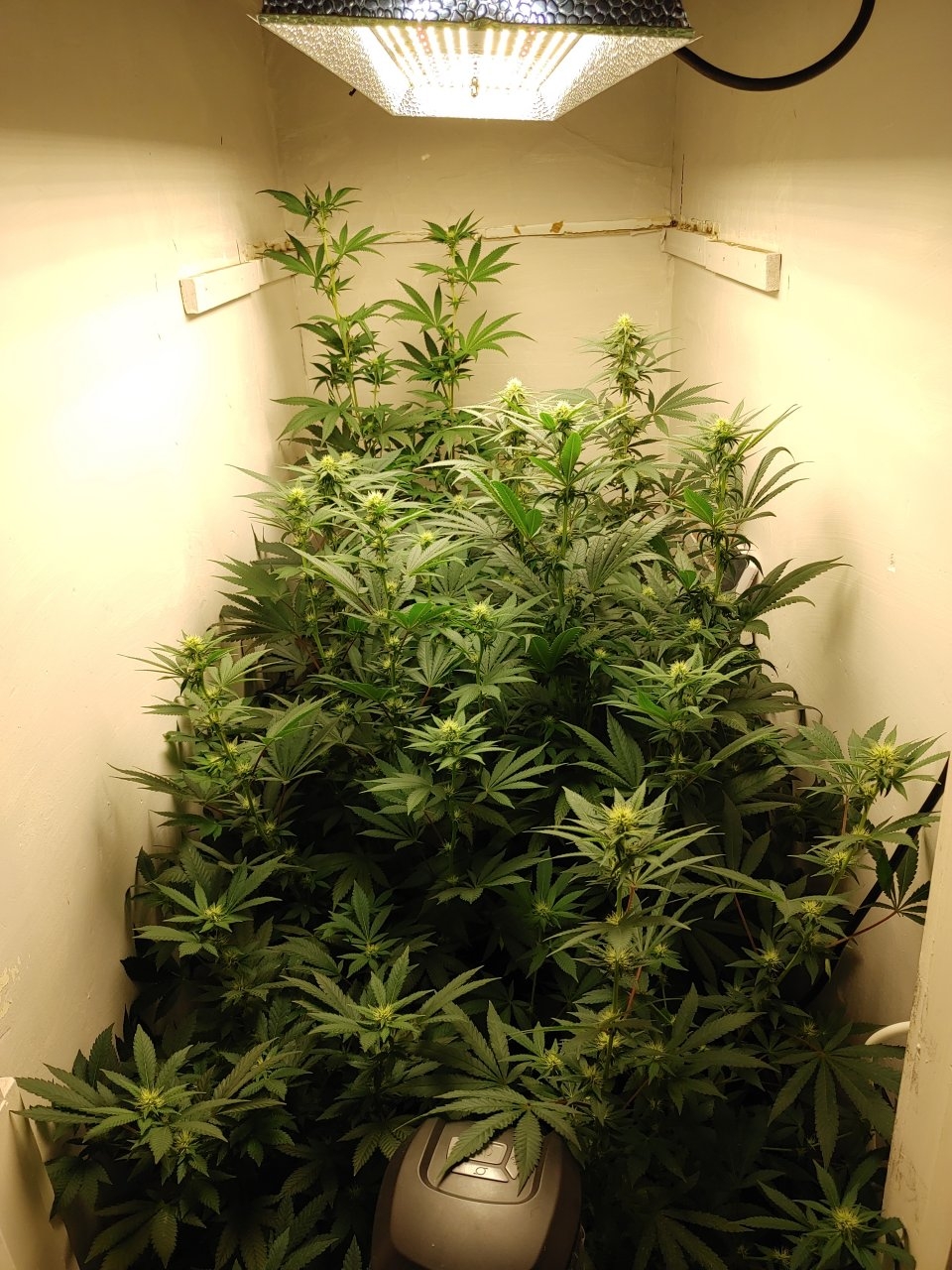 Mars Hydro 300 watt closet grow