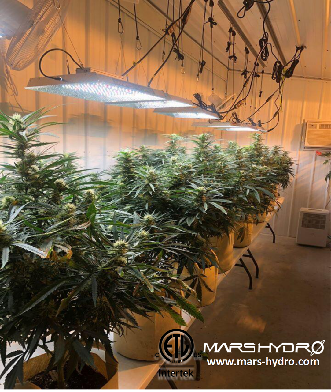 Mars Hydro commercial grow