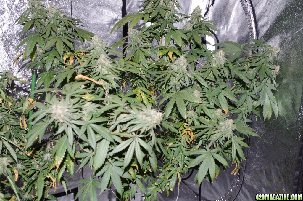 Mars Hydro Mars II 1600w Plushberry Harvest