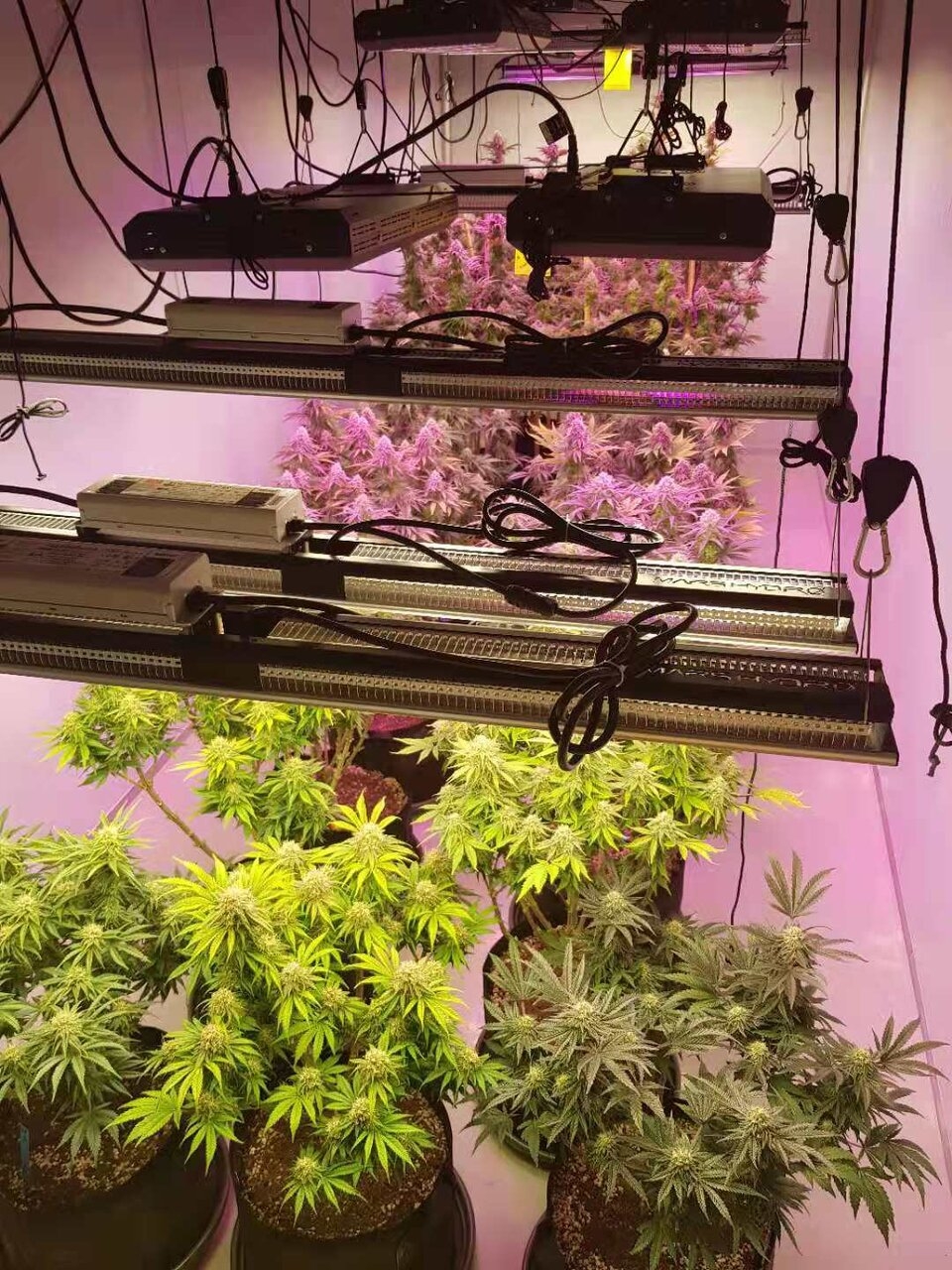 Mars Hydro SP 250 with blurple grow light