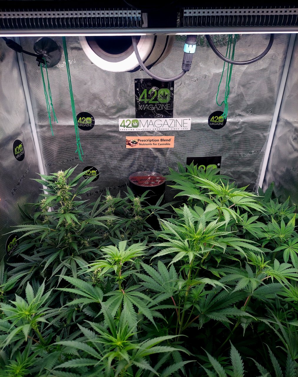 Mars Hydro SP3000-grow light-LED.jpg