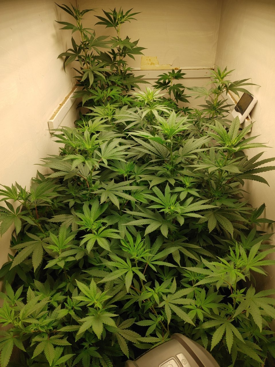 Mars Hydro tsl 2000 flower