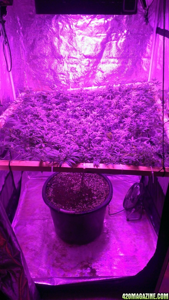 Mars II 1200 watt LED scrog day 25F